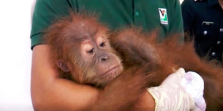 Un orangután fugado causa revuelo en el zoo de Ramat Gan