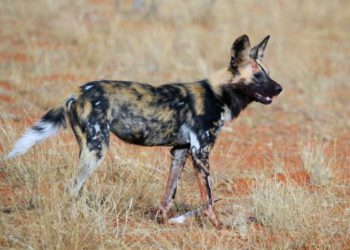 Paleontólogos hallan un encuentro entre el hombre y el perro hace 1,8 millones de años