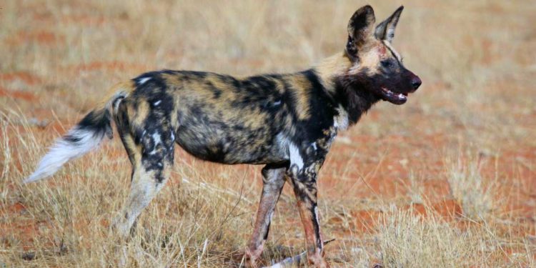 Paleontólogos hallan un encuentro entre el hombre y el perro hace 1,8 millones de años