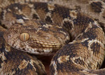 Un soldado de las FDI en estado grave al ser mordido por una serpiente