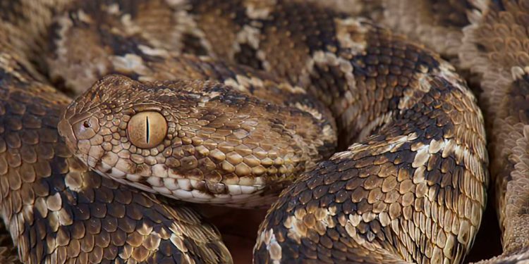 Un soldado de las FDI en estado grave al ser mordido por una serpiente