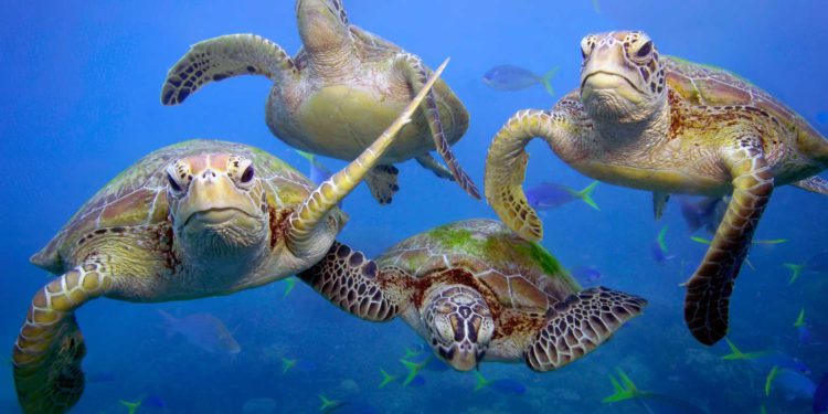 Nacen tortugas marinas en Rosh Hanikra