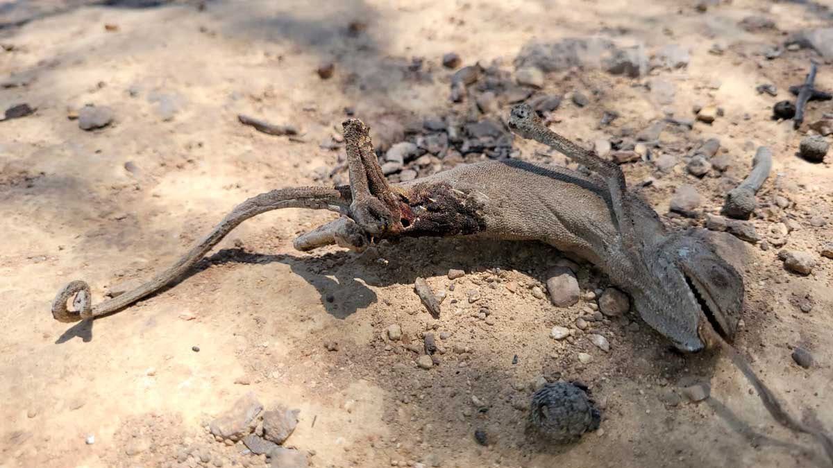 Ecologistas preocupados por recuperación del ecosistema tras el enorme incendio en la zona de Jerusalén