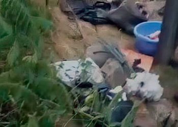 Vándalos dejan cráneos de cerdo en la tumba de la hija de Rabi Najman de Breslov