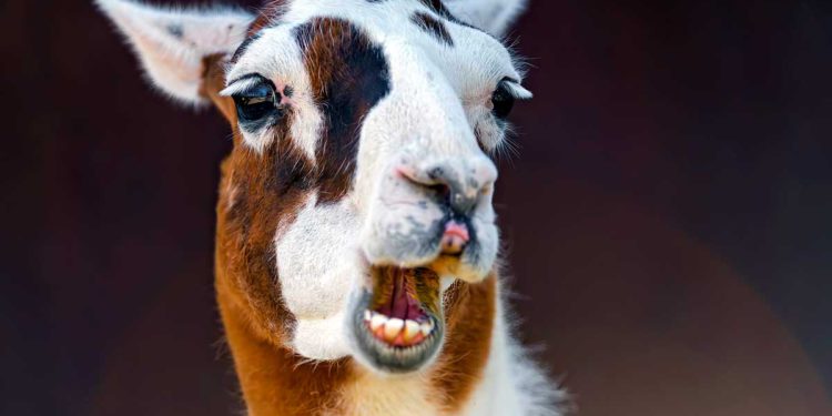 Investigadores israelíes: Nanocuerpos de llama podrían ayudar a detener el Covid