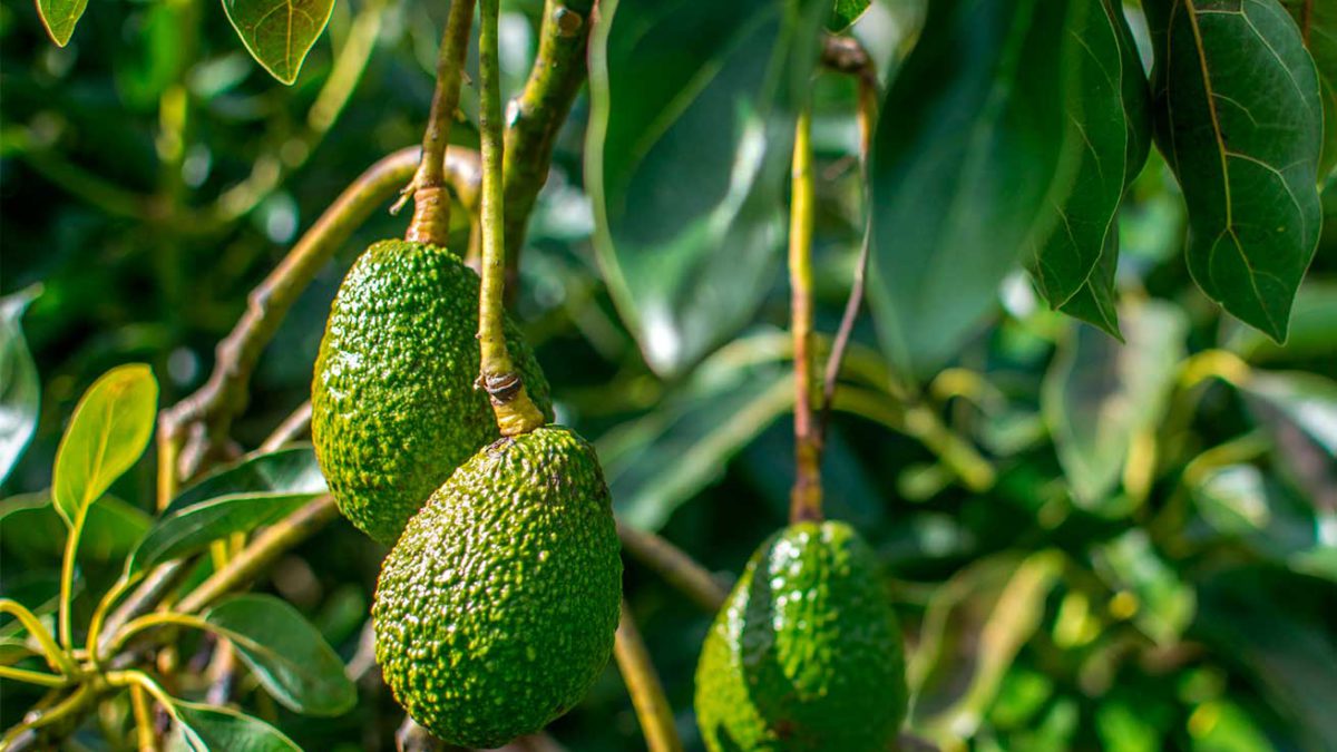 Agricultores israelíes de aguacates cultivarán el superalimento en Marruecos