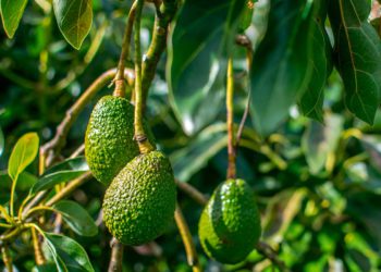 Agricultores israelíes de aguacates cultivarán el superalimento en Marruecos