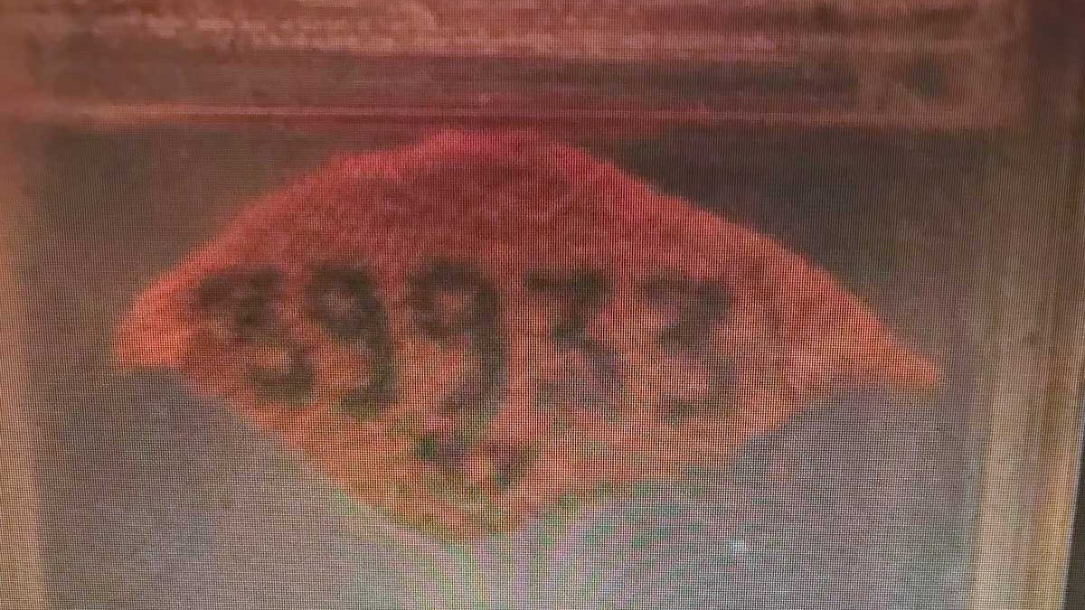 El tatuaje que una superviviente de Auschwitz se recortó del brazo aparece en nueva exposición en el Reino Unido