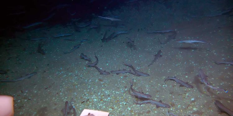 Descubren enorme criadero de tiburones en aguas profundas cerca de Tel Aviv