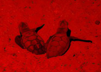 Se ven por primera vez tortugas bobas recién nacidas en Eilat