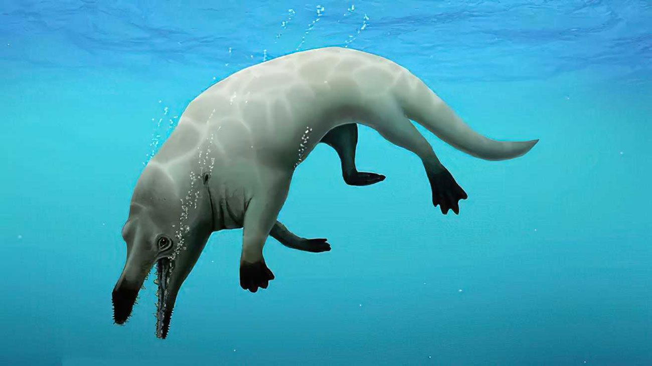 Egipto: Hallan fósil de ballena de cuatro patas que vivió hace 43 millones de años