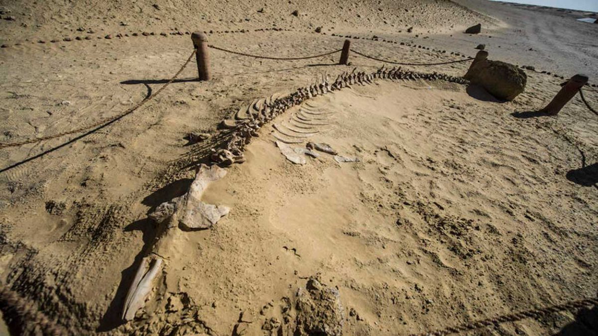 Egipto: Hallan fósil de ballena de cuatro patas que vivió hace 43 millones de años