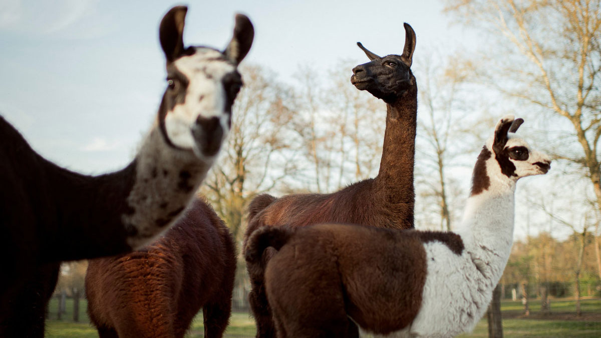 Los anticuerpos de la llama y el camello podrían usarse como tratamiento contra el COVID