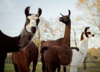 Los anticuerpos de la llama y el camello podrían usarse como tratamiento contra el COVID