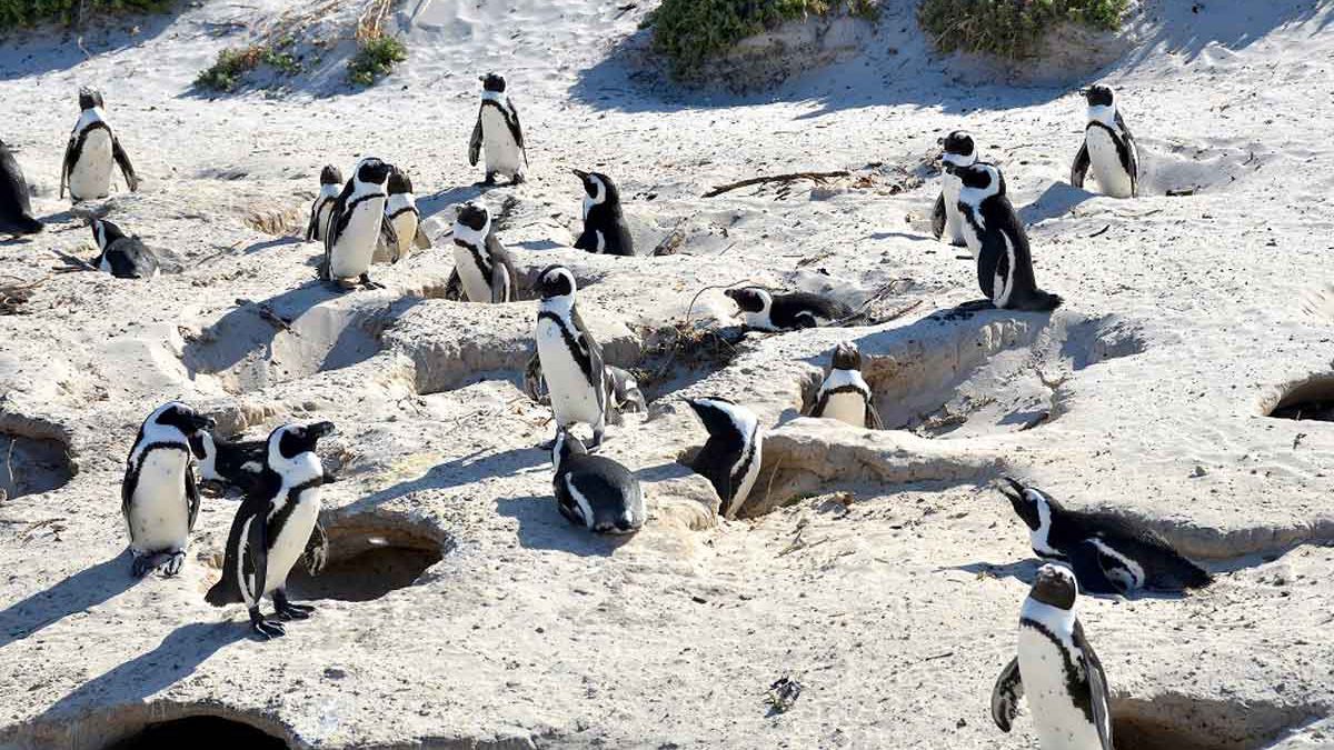 Enjambre de abejas mata a 63 pingüinos en peligro de extinción en Sudáfrica