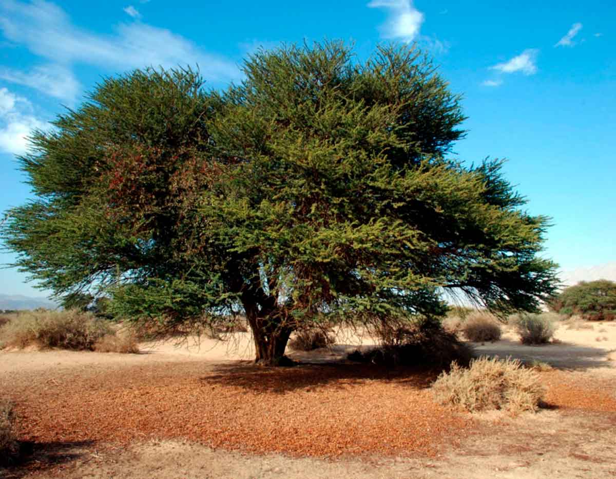 El ecosistema de una reserva natural israelí está por colapsar debido a un derrame de petróleo