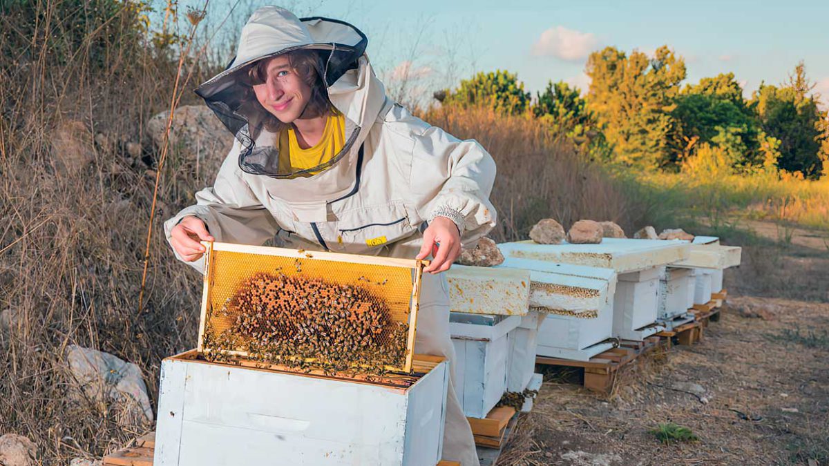 Israel es líder mundial en la reactivación de las colonias de abejas