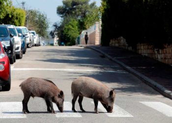 Los jabalíes en Jerusalén aterrorizan a los residentes y dañan las propiedades