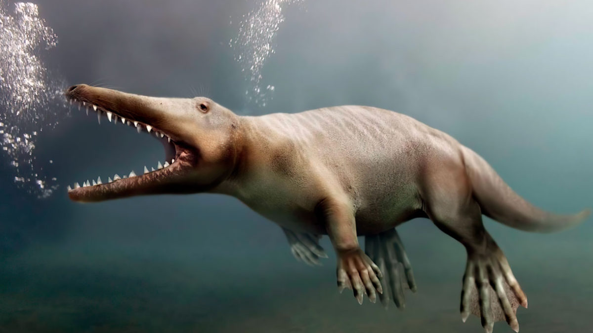 Hallan fósil de una ballena con patas de hace 43 millones de años