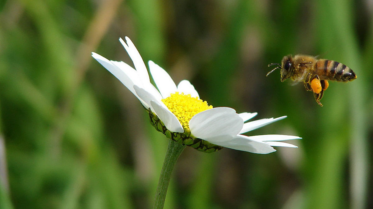 El jardín arqueológico de la Knesset albergará dos colmenas biodinámicas