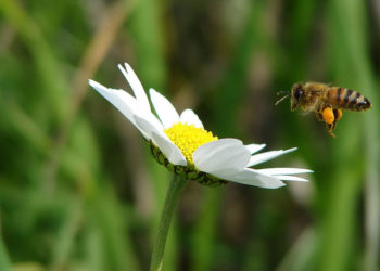 El jardín arqueológico de la Knesset albergará dos colmenas biodinámicas
