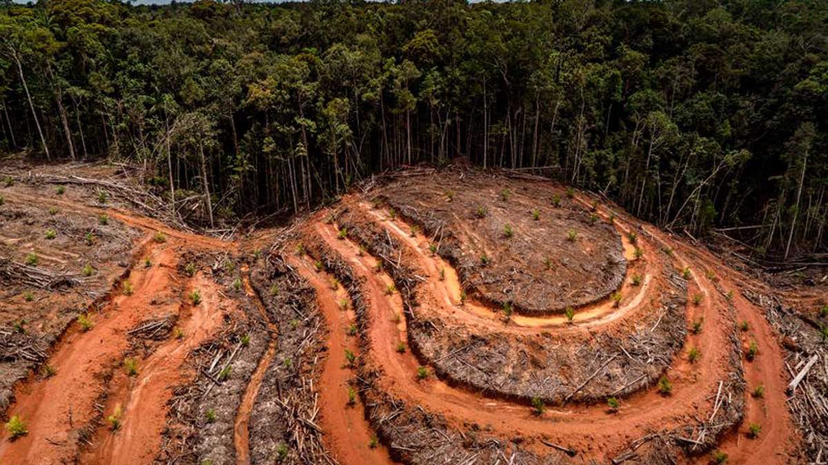 Más de 100 países, incluido Israel, se comprometen a detener la deforestación