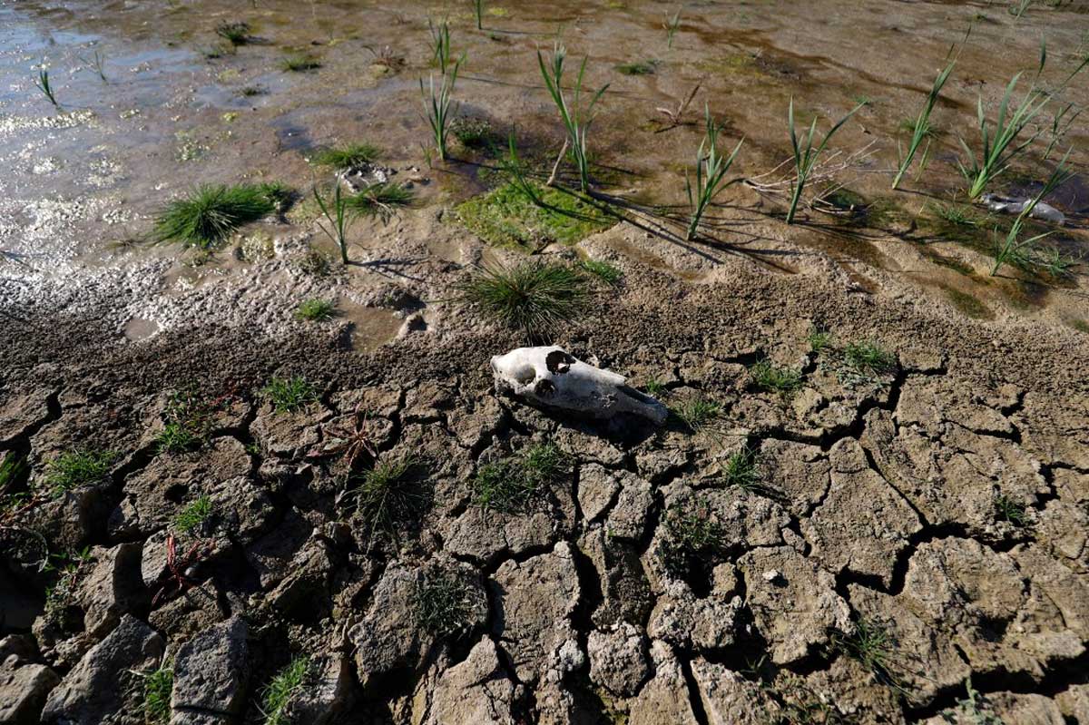 La sequía en Siria pone en peligro el sustento de los agricultores