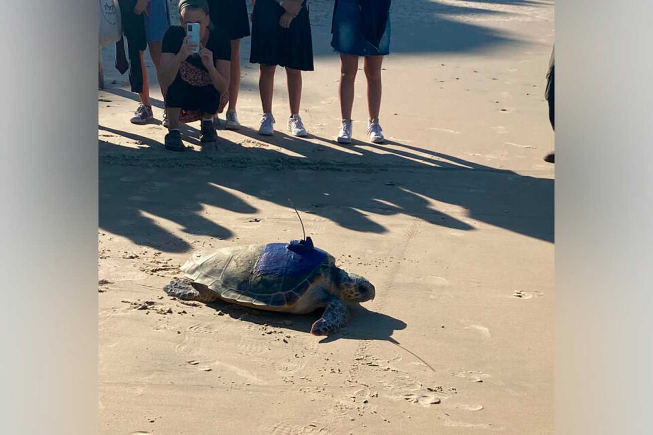 Una niña israelí se ha propuesto salvar a las tortugas marinas