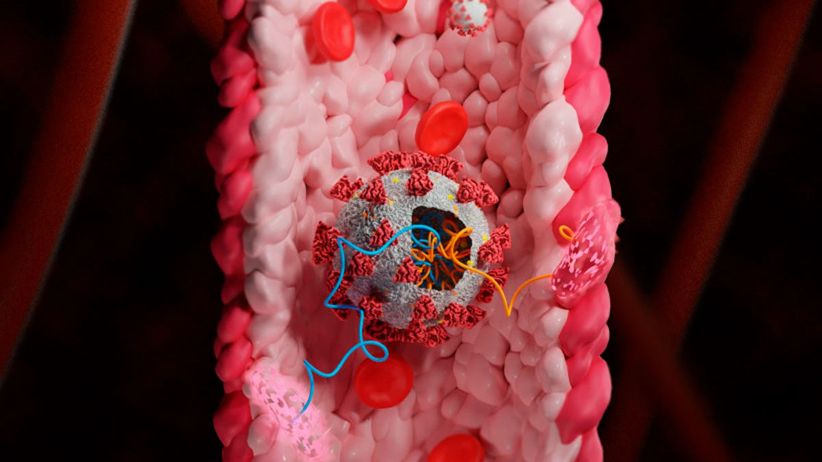 ¿Por qué el COVID provoca daños vasculares? Un estudio israelí ofrece respuestas