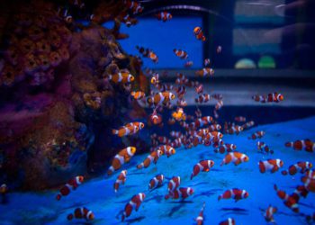 Evacuan el acuario del zoo de Jerusalén por temor a una posible fuga química