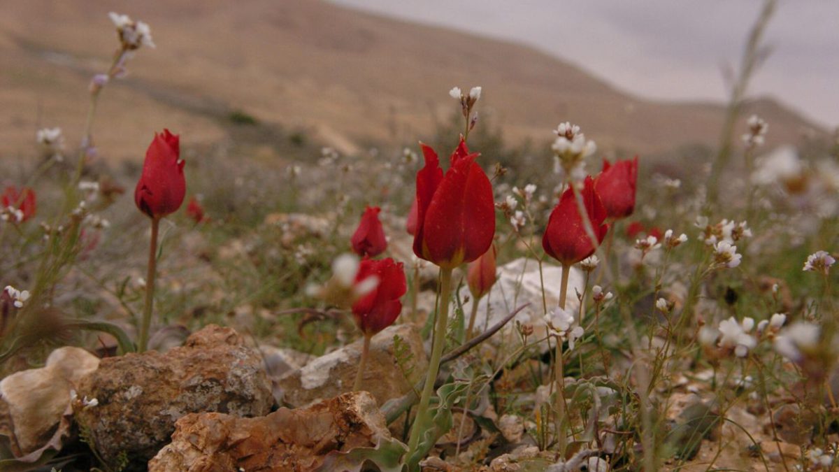 El desierto del Néguev de Israel figurará en el primer “mapa mundial de hongos”