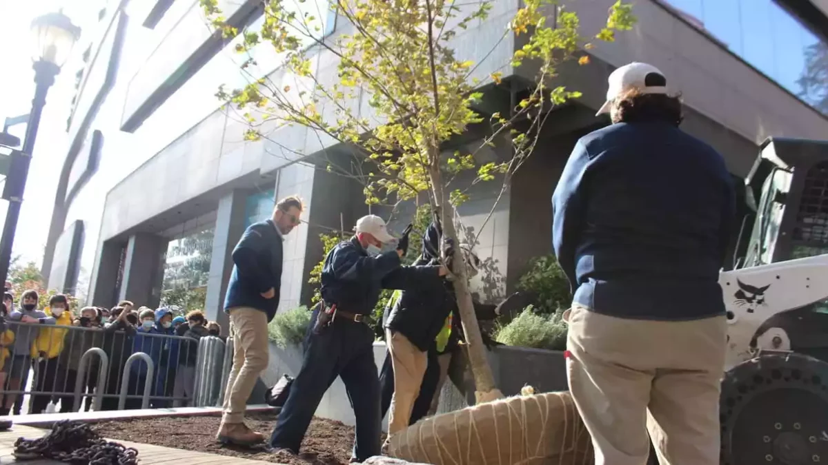 Un árbol que sobrevivió al Holocausto cobra nueva vida en Nueva York