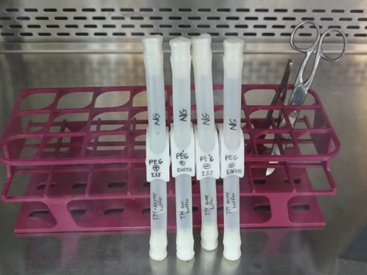 Carne espacial y humus: Israel finaliza los experimentos para la próxima misión a la ISS