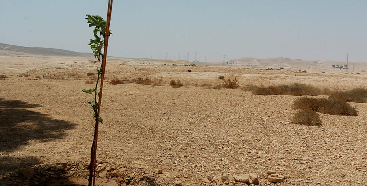 Disputa de la coalición por la campaña de plantación de árboles en el Néguev