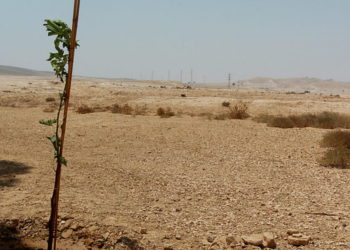 Disputa de la coalición por la campaña de plantación de árboles en el Néguev