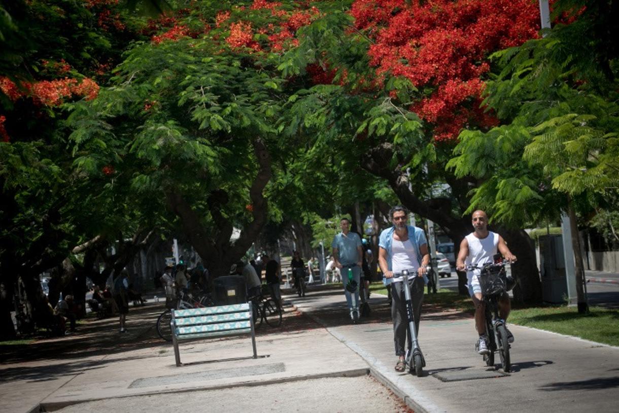 Israel plantará 450 mil árboles urbanos para contrarrestar el aumento del calor