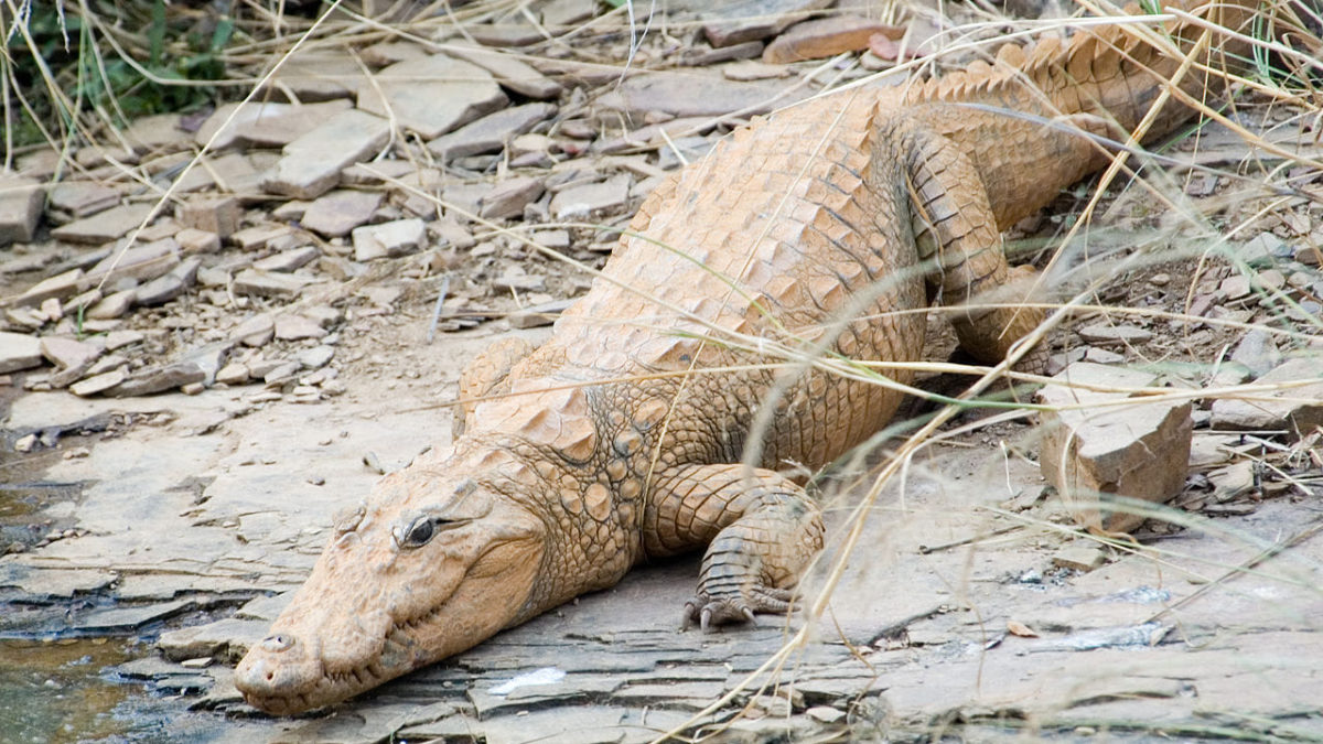 Cocodrilos amenazados por la sequía en Irán atacan a los humanos