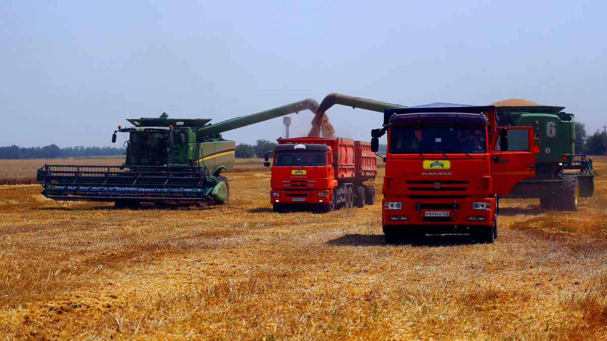 Agricultores cosechan con sus cosechadoras en un campo de trigo cerca del pueblo Tbilisskaya, Rusia, el 21 de julio de 2021. (AP Photo/Vitaly Timkiv, Archivo)
