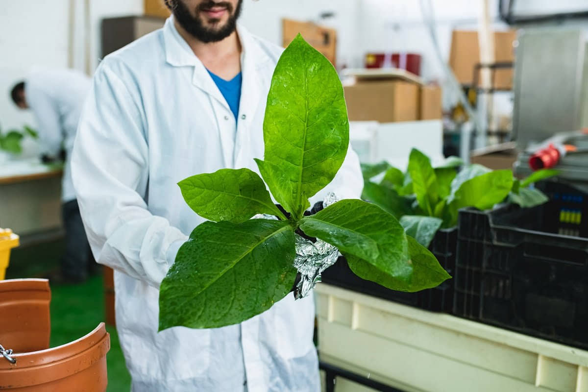 Empresas israelíes de tecnología alimentaria usan ingredientes sorprendentes para hacer carne cultivada