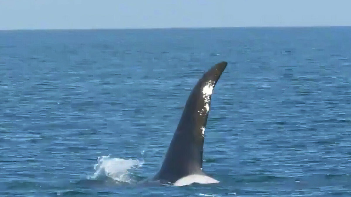 Científicos israelíes y británicos trazarán un mapa de ballenas y delfines en una zona destinada a la exploración de petróleo y gas