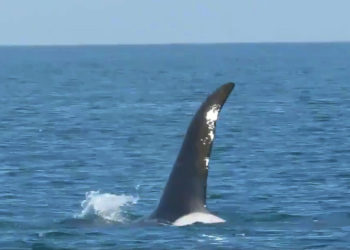 Científicos israelíes y británicos trazarán un mapa de ballenas y delfines en una zona destinada a la exploración de petróleo y gas