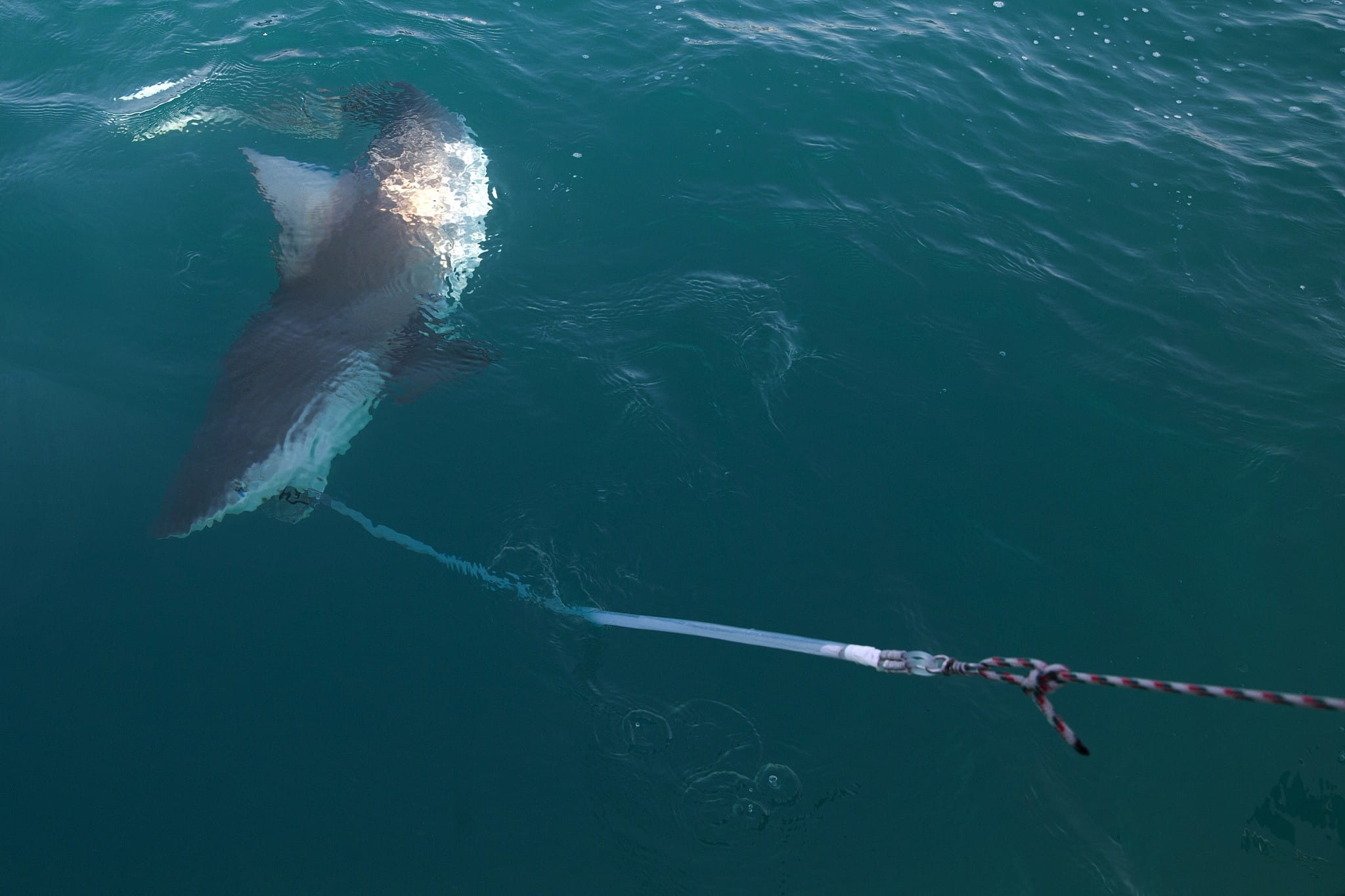 En esta foto del lunes 21 de enero de 2019, un tiburón arenero de 1,8 metros es capturado por los investigadores del proyecto de depredadores de la Estación de Investigación Marina Morris Kahn, establecida por la Universidad de Haifa, en el Mar Mediterráneo, frente a la costa de la ciudad de Hadera, al norte de Israel. (AP/Ariel Schalit)