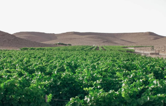 Nueva generación de viticultores hace florecer el desierto en el Néguev