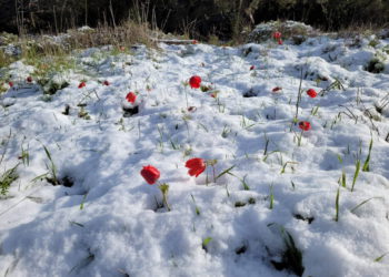 Método de seguimiento de hormigas podría medir la profundidad de la nieve