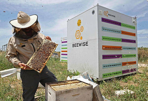 Colmenas robotizadas del kibutz israelí esperan mantener el zumbido de las abejas