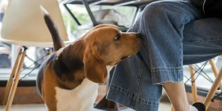 Los perros detectan con un 92 % de acierto si se tiene COVID