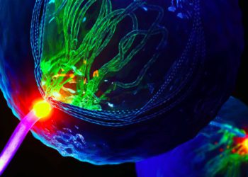 Con el hallazgo de cromosomas: los israelíes abren una posible nueva vía para combatir la infertilidad