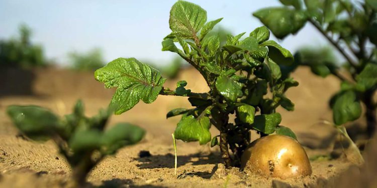 ¿Cuántas patatas comen los israelíes? Nuevos datos agrícolas