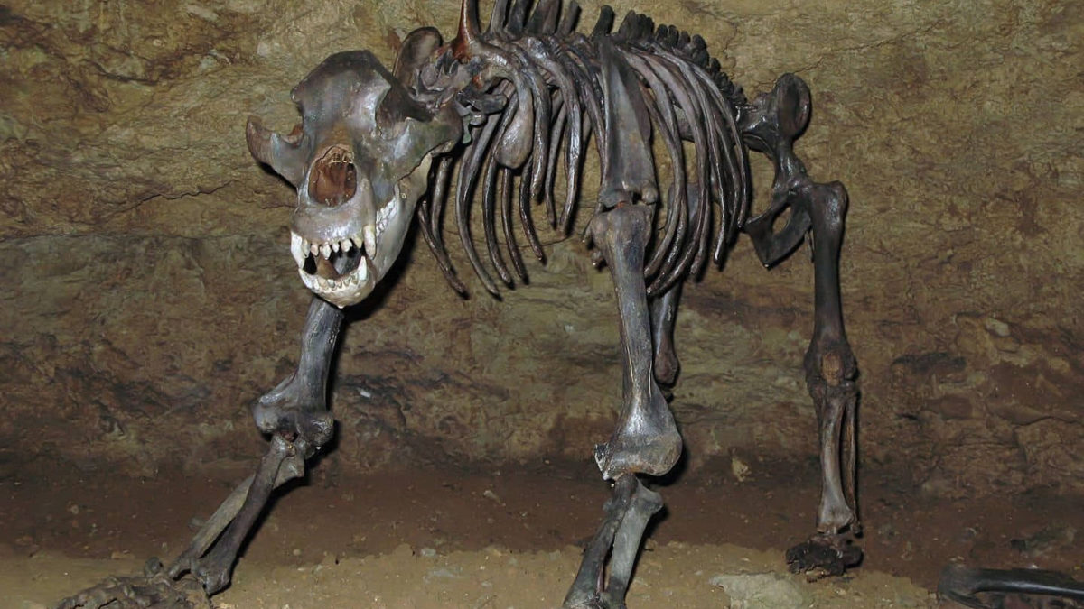 Los grandes mamíferos sobrevivieron a la extinción gracias a sus grandes cerebros