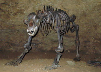 Los grandes mamíferos sobrevivieron a la extinción gracias a sus grandes cerebros